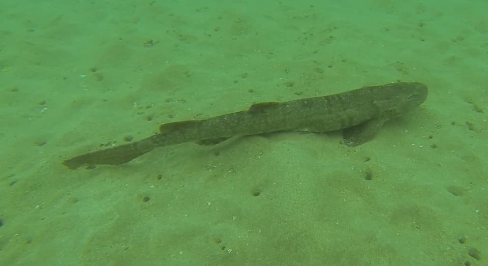 ภาพประกอบของ ปลา kistnasamyi (Haploblepharus kistnasamyi)
