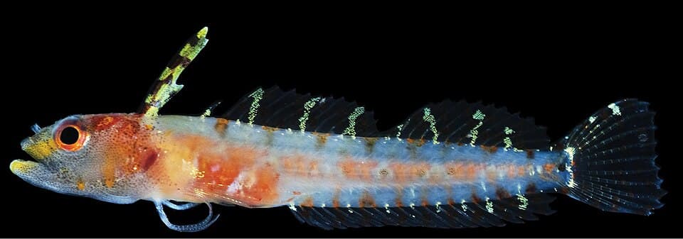 ภาพประกอบของ ปลา dropi (Haptoclinus dropi)