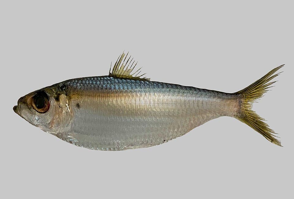 ภาพประกอบของ ปลา clupeola (Harengula clupeola)