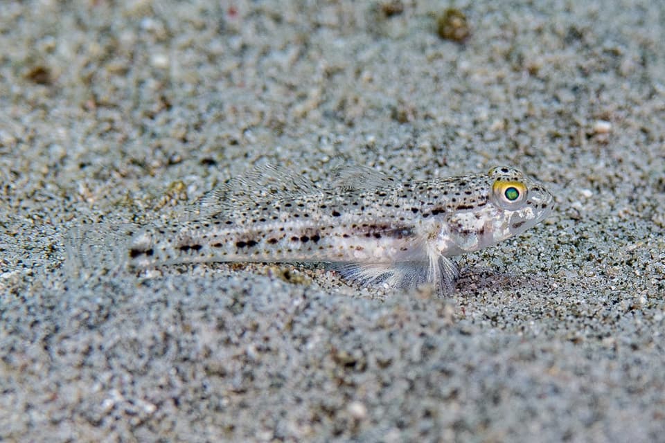 ภาพประกอบของ ปลาบู่ดำจุด (Hazeus maculipinna)