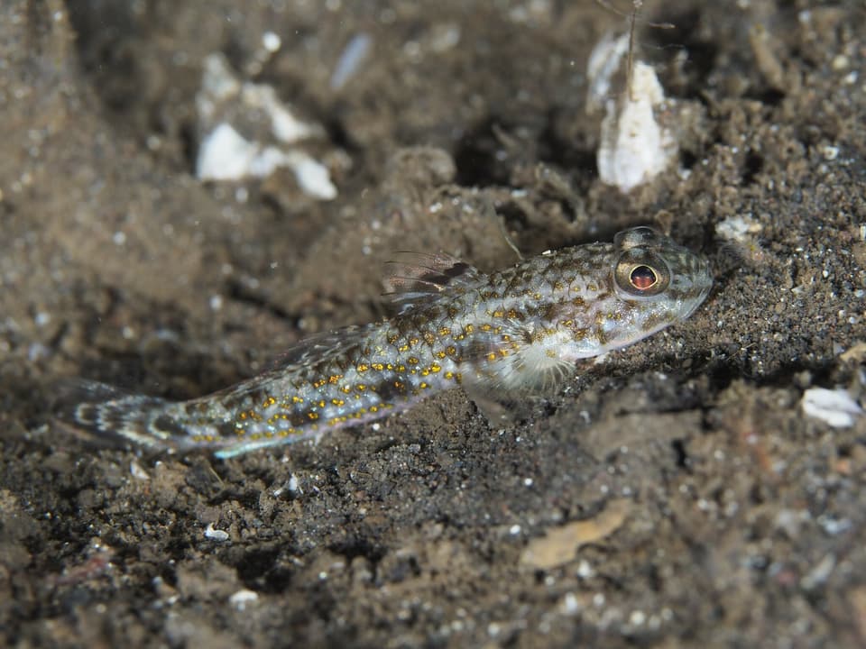 ภาพประกอบของ ปลาบู่บู่ (Hazeus otakii)
