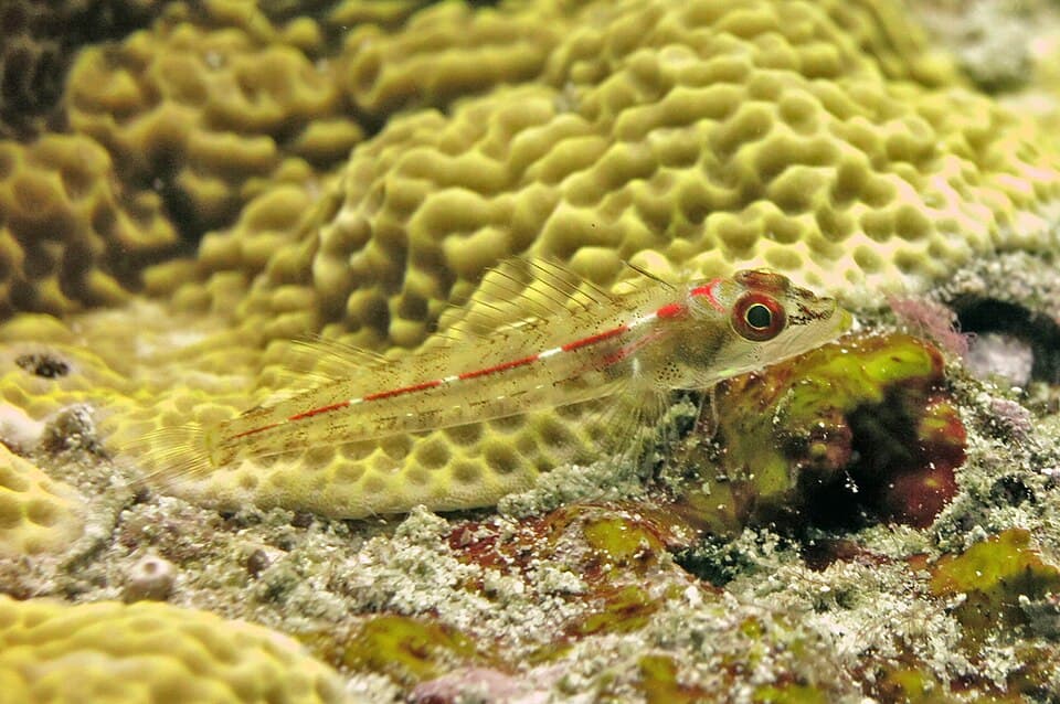ภาพประกอบของ ปลา chica (Helcogramma chica)