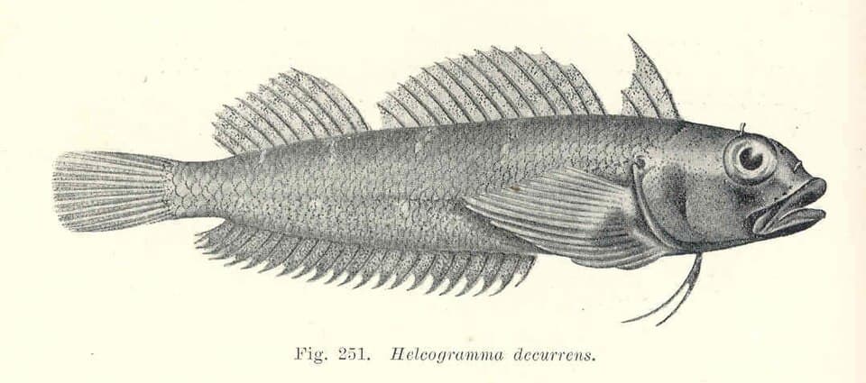 ภาพประกอบของ ปลา decurrens (Helcogramma decurrens)