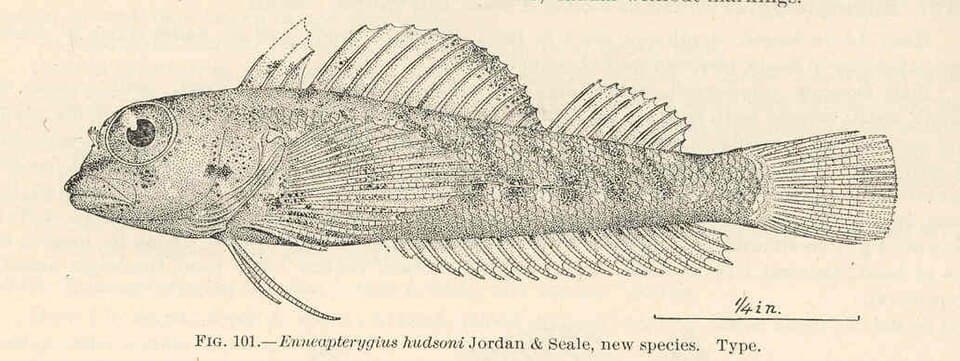 ภาพประกอบของ ปลา hudsoni (Helcogramma hudsoni)