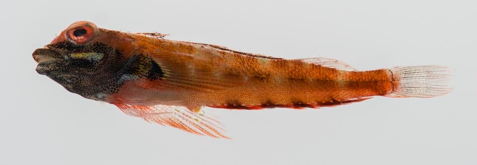 ภาพประกอบของ ปลา obtusirostris (Helcogramma obtusirostris)