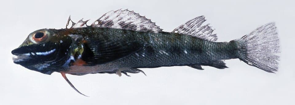 ภาพประกอบของ ปลา trigloides (Helcogramma trigloides)