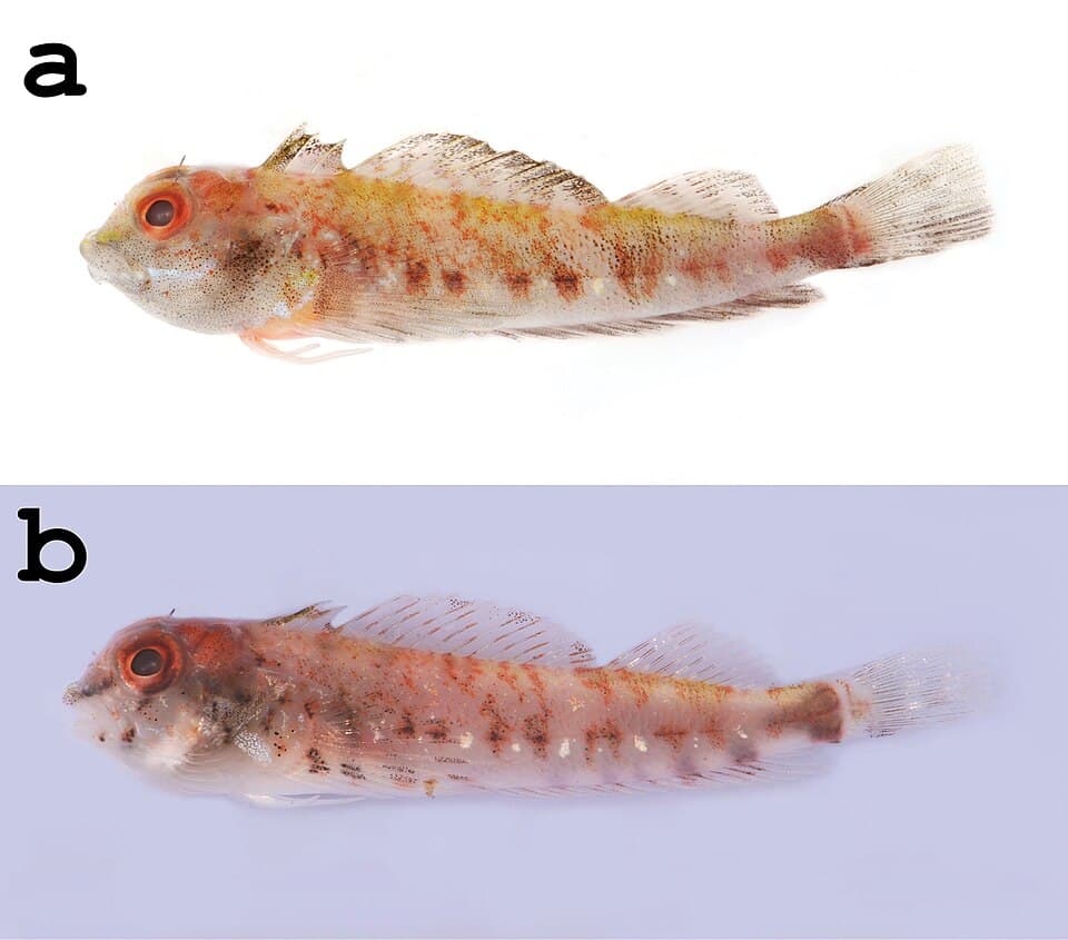 ภาพประกอบของ ปลา williamsi (Helcogramma williamsi)