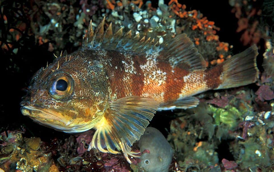 ภาพประกอบของ ปลา percoides (Helicolenus percoides)