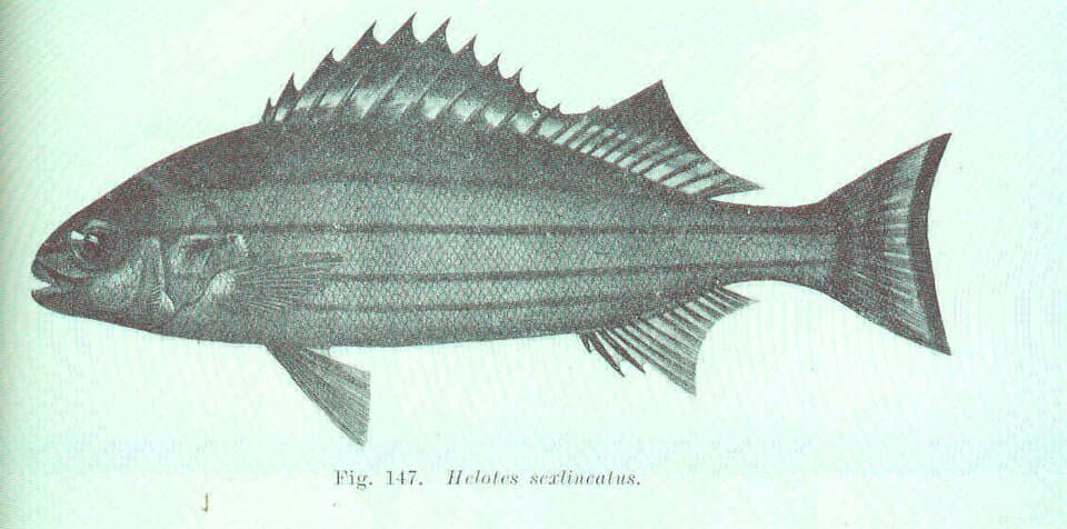 ภาพประกอบของ ปลา sexlineatus (Helotes sexlineatus)