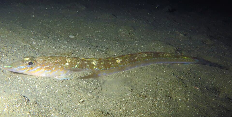 ภาพประกอบของ ปลา monopterygius (Hemerocoetes monopterygius)