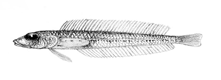 ภาพประกอบของ ปลา pauciradiatus (Hemerocoetes pauciradiatus)