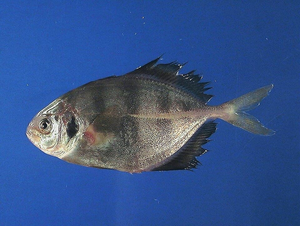ภาพประกอบของ ปลา amblyrhynchus (Hemicaranx amblyrhynchus)