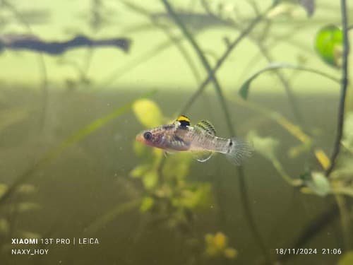ภาพ ปลาบู่หัวมนสั้น (Hemigobius mingi)