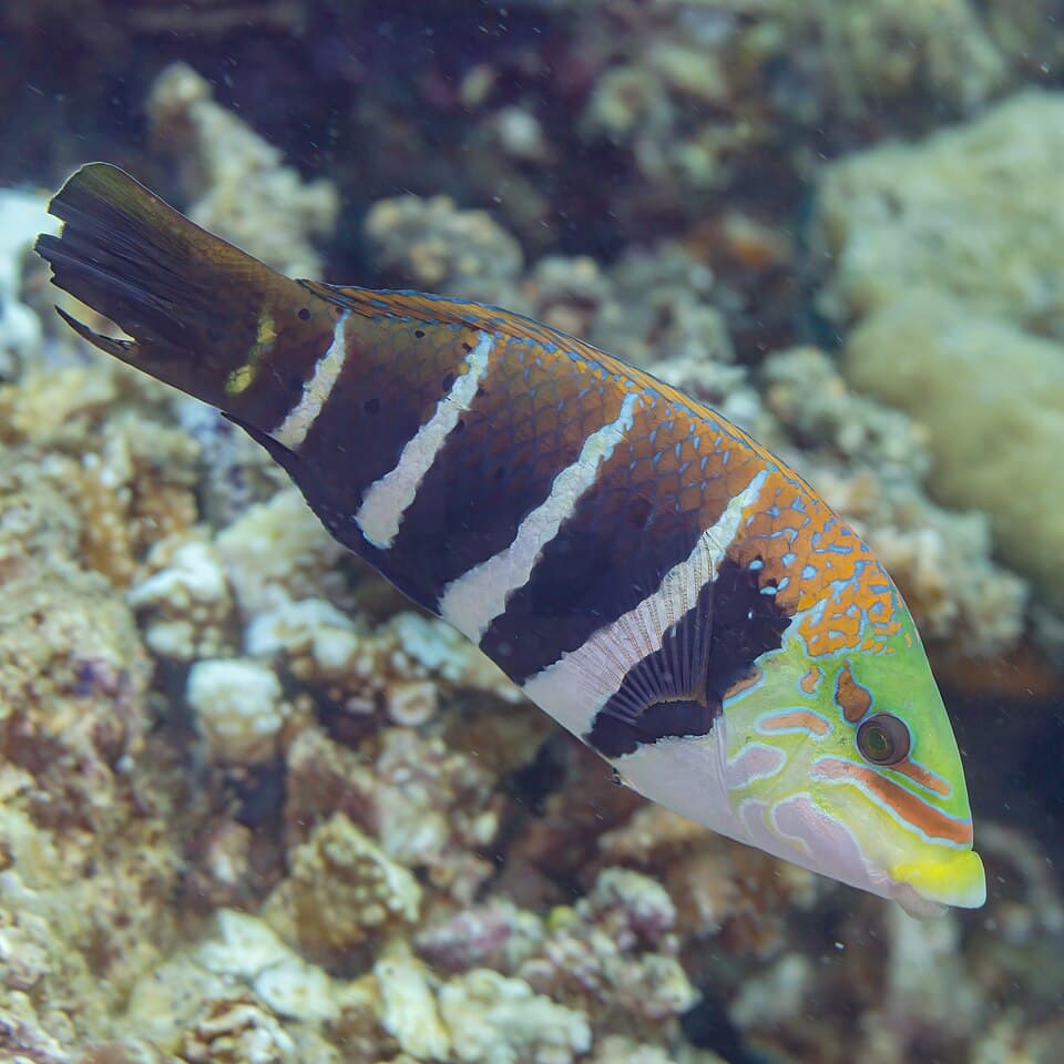 ภาพประกอบของ ปลานกขุนทองลายขวาง (Hemigymnus fasciatus)