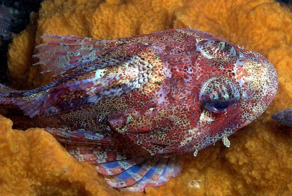 ภาพประกอบของ ปลา hemilepidotus (Hemilepidotus hemilepidotus)