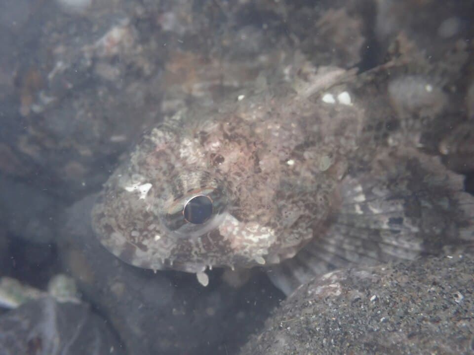 ภาพประกอบของ ปลา spinosus (Hemilepidotus spinosus)