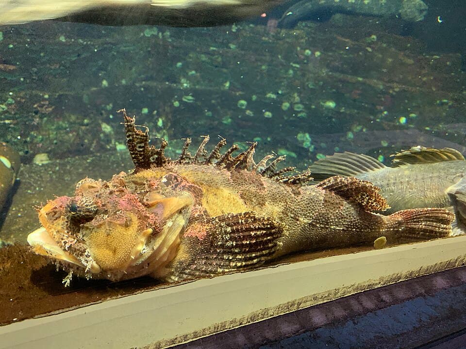 ภาพประกอบของ ปลา villosus (Hemitripterus villosus)