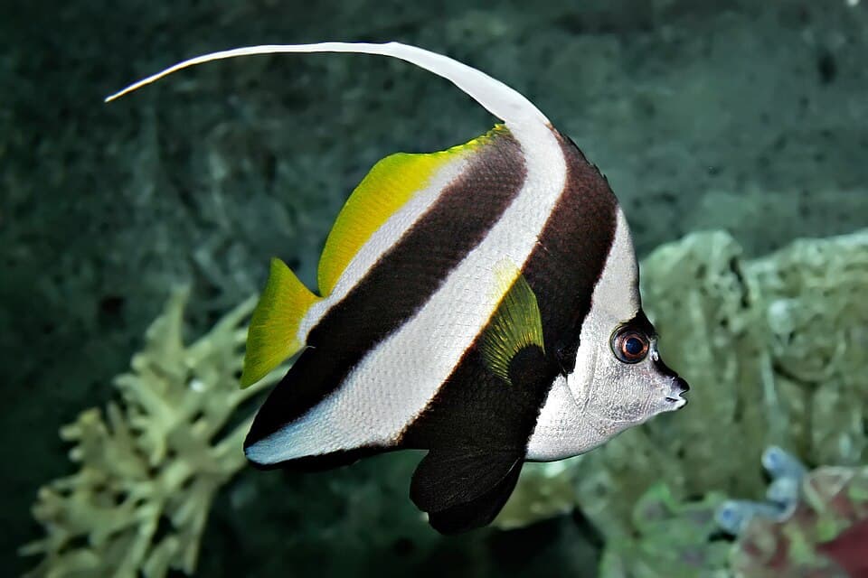 ภาพ ปลาโนรีครีบยาว (Heniochus acuminatus)