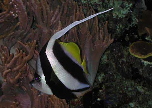 ภาพ ปลาโนรีฝูง (Heniochus diphreutes)