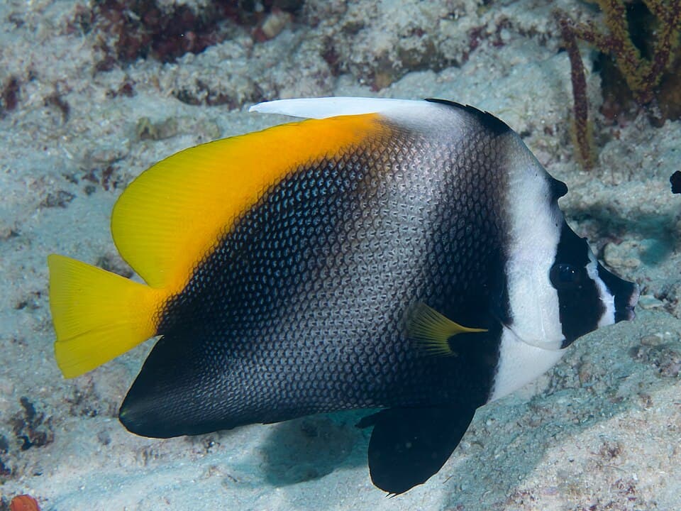 ภาพ ปลาโนรีหน้าหนาม (Heniochus singularius)