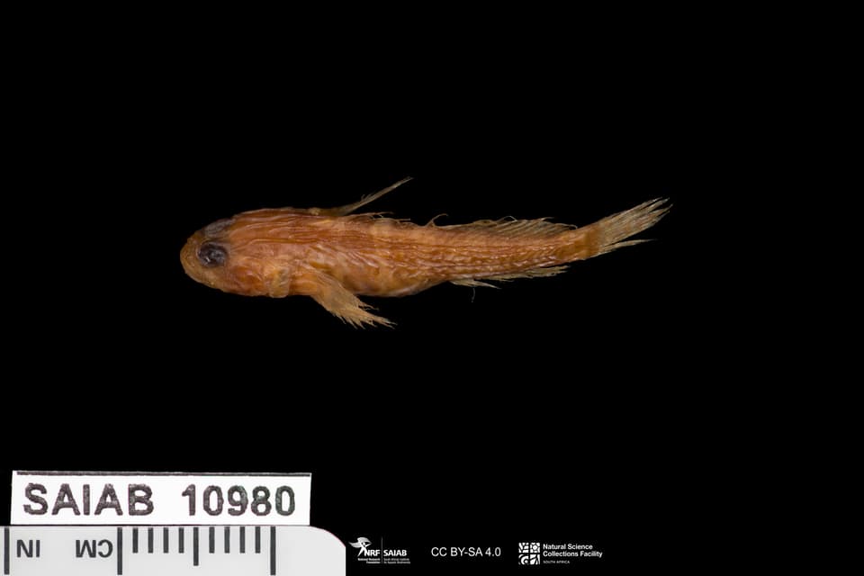 ภาพประกอบของ ปลาบู่ caminata (Hetereleotris caminata)