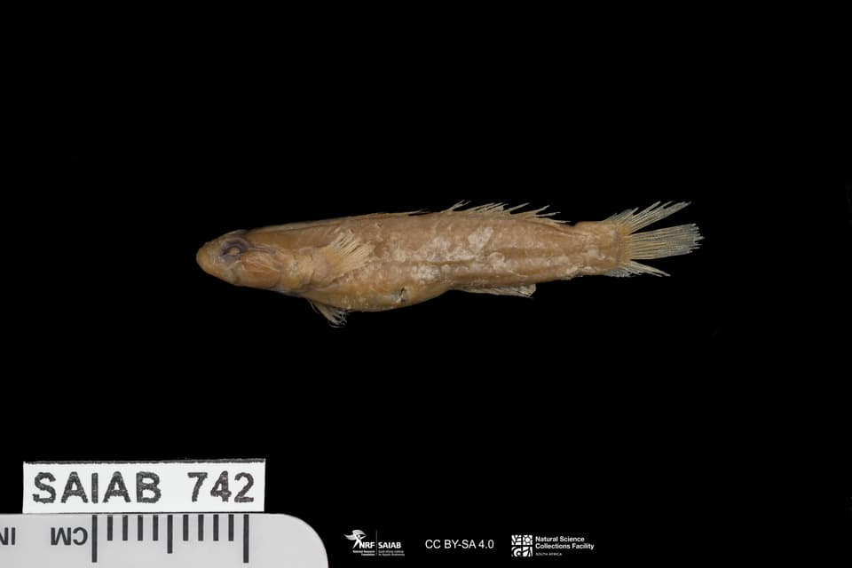 ภาพประกอบของ ปลาบู่ kenyae (Hetereleotris kenyae)