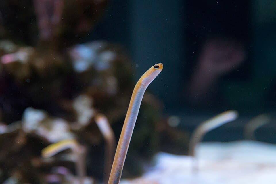 ภาพประกอบของ ปลา luteolus (Heteroconger luteolus)