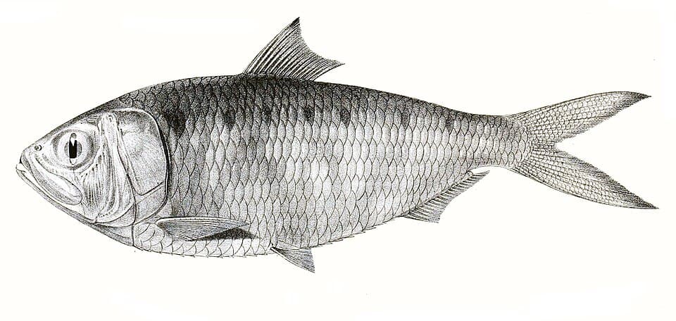 ภาพประกอบของ ปลา kelee (Hilsa kelee)