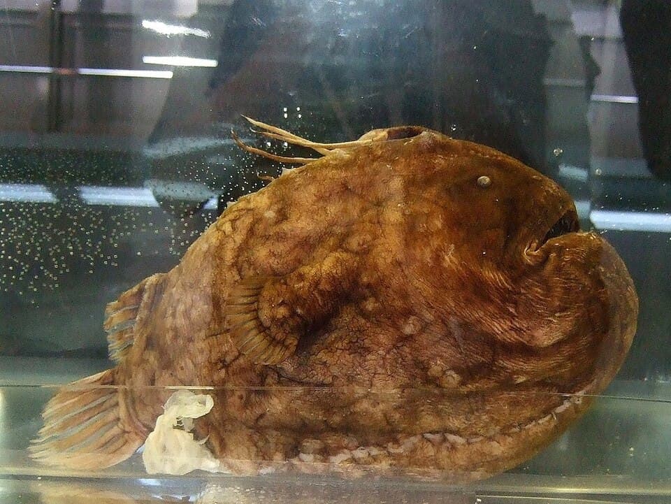 ภาพประกอบของ ปลา groenlandicus (Himantolophus groenlandicus)