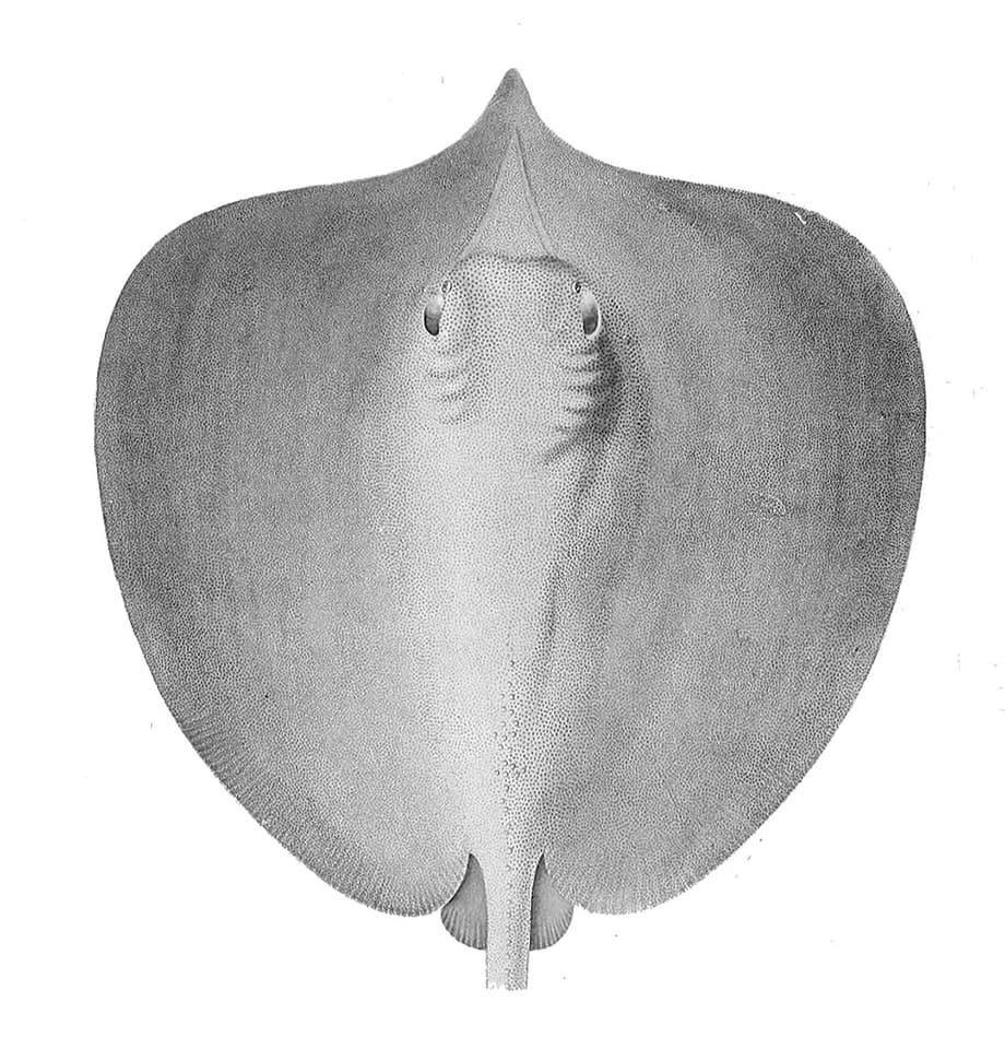 ภาพประกอบของ ปลา fluviatilis (Himantura fluviatilis)