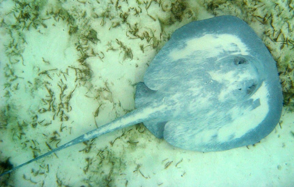 ภาพประกอบของ ปลา schmardae (Himantura schmardae)