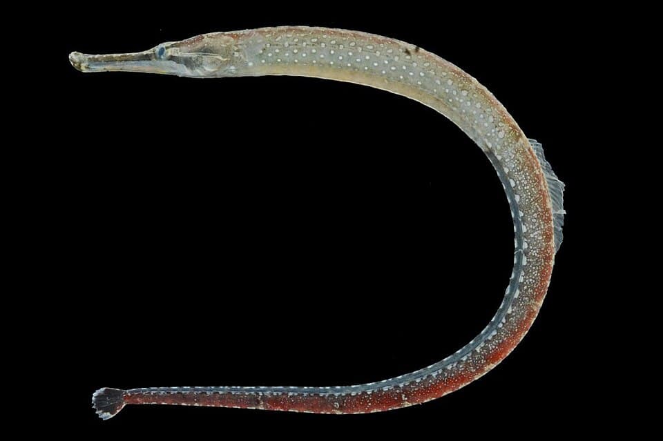 ภาพประกอบของ ปลาจิ้มฟันจระเข้ penicillus (Hippichthys penicillus)
