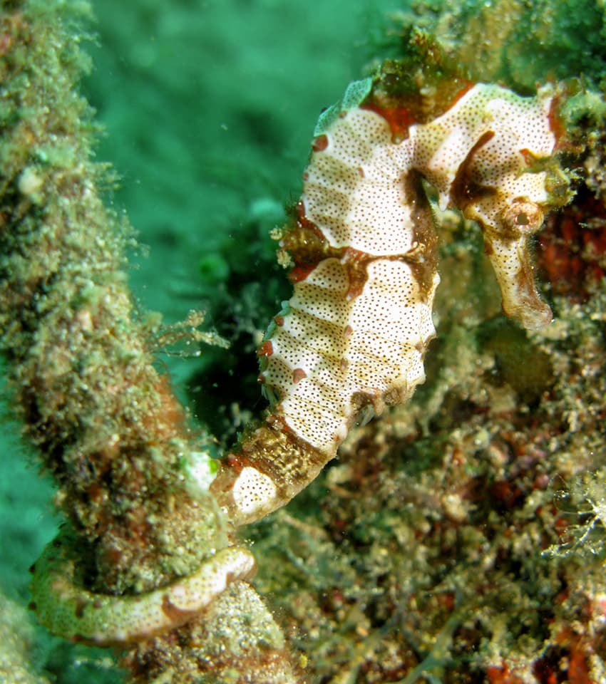 ภาพประกอบของ ม้าน้ำ alatus (Hippocampus alatus)