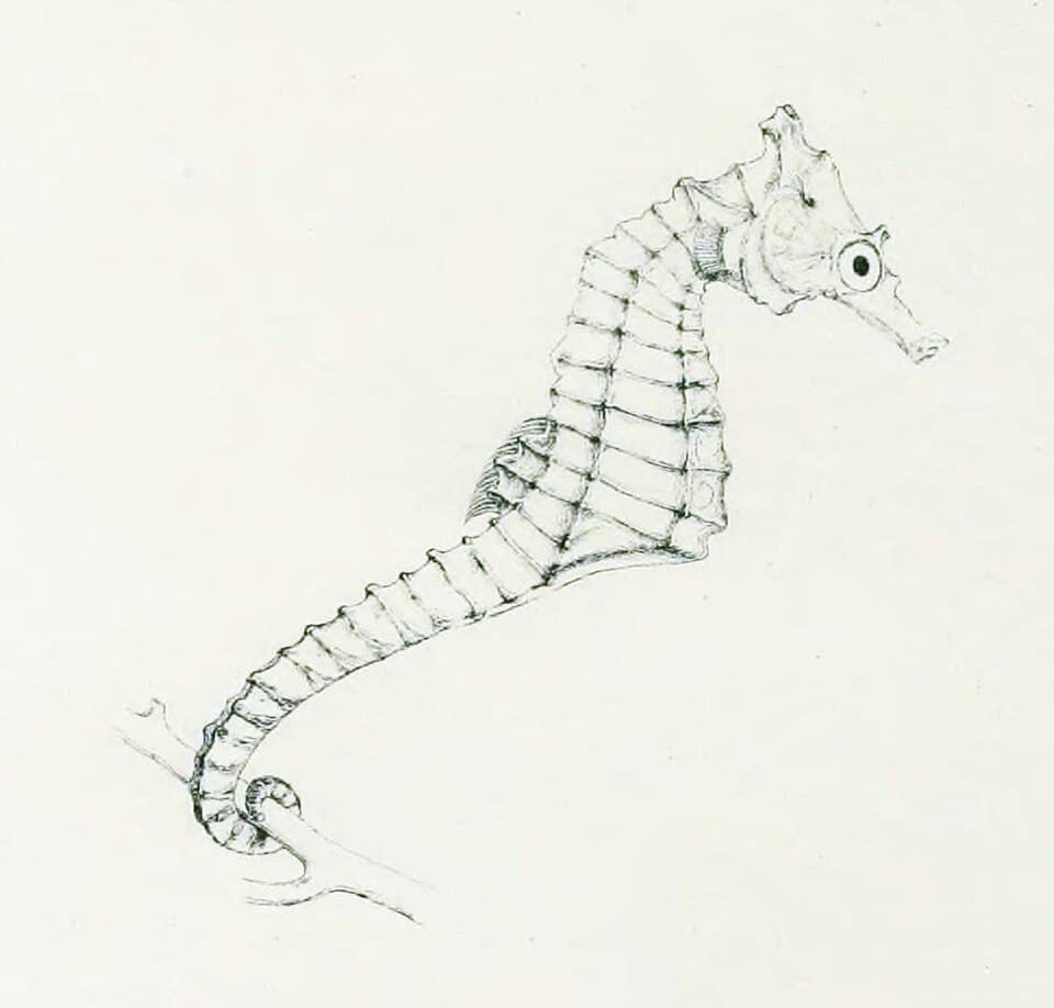 ภาพประกอบของ ม้าน้ำ camelopardalis (Hippocampus camelopardalis)
