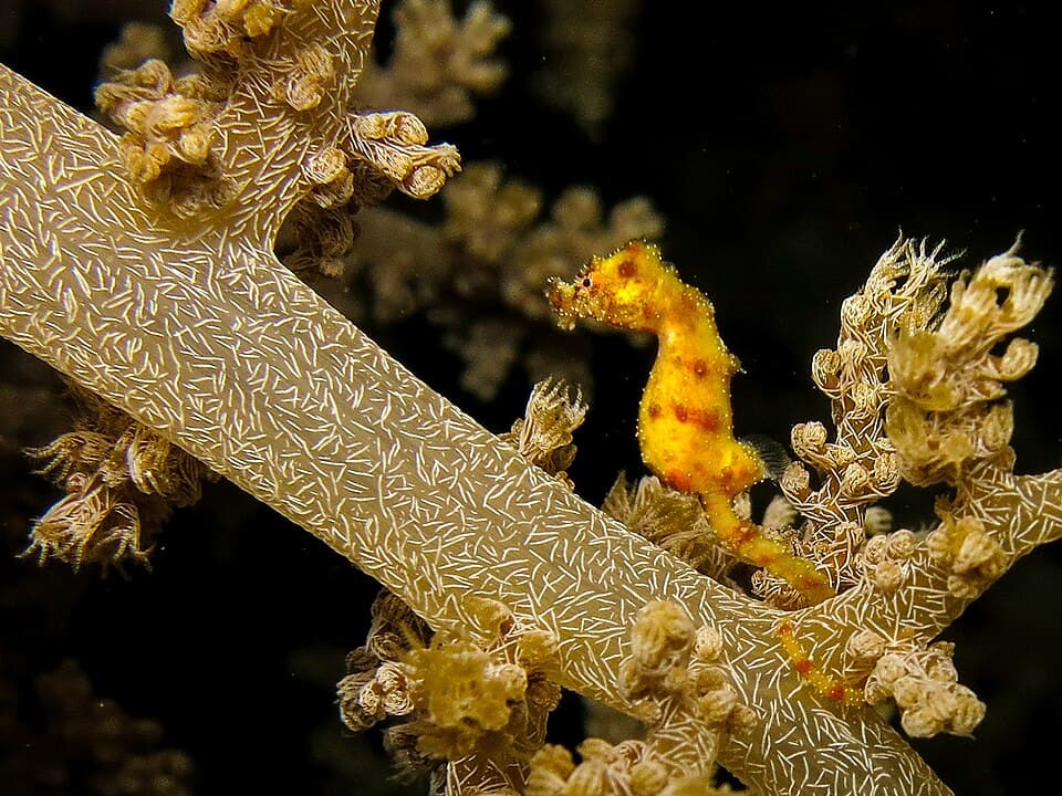 ภาพประกอบของ ม้าน้ำแคระ (Hippocampus waleananus)