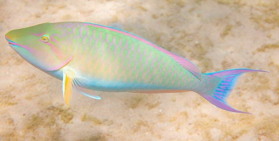 ภาพประกอบของ ปลานกแก้วจมูกยาว (Hipposcarus harid)