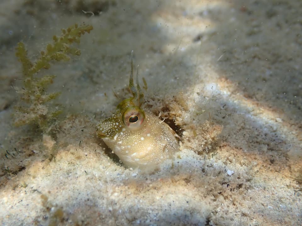 ภาพประกอบของ ปลาตั๊กแตนหิน cornifer (Hirculops cornifer)