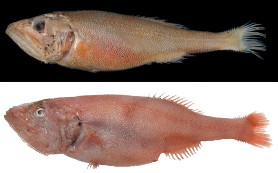 ภาพประกอบของ ปลา ambagiosus (Hispidoberyx ambagiosus)