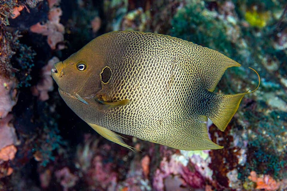 ภาพ ปลาสินสมุทร africanus (Holacanthus africanus)