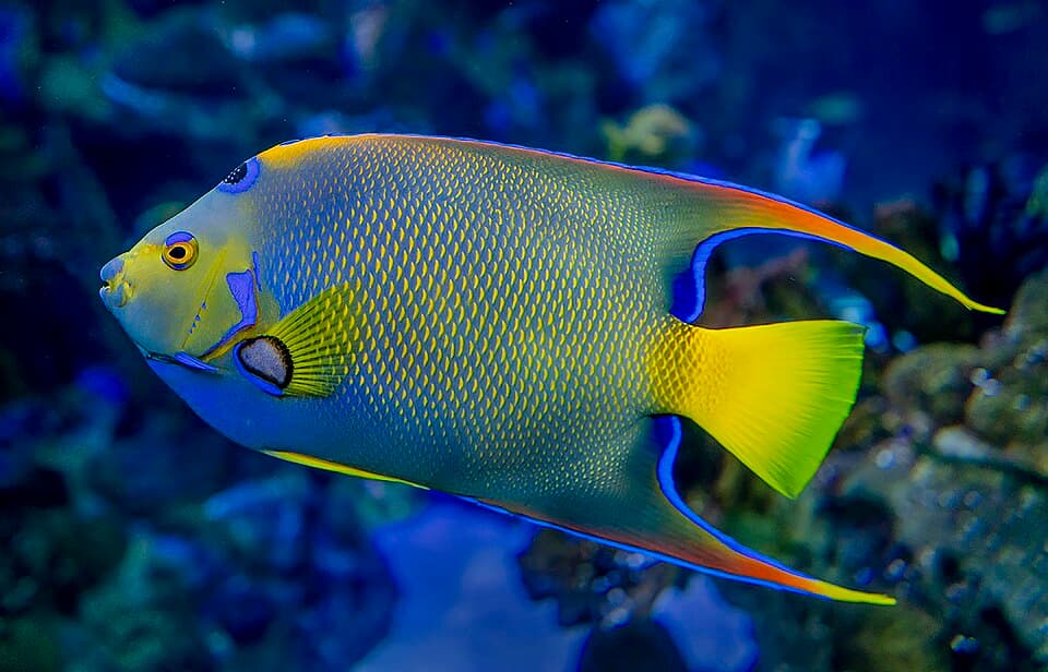 ภาพ ปลาสินสมุทรราชินี (Holacanthus ciliaris)