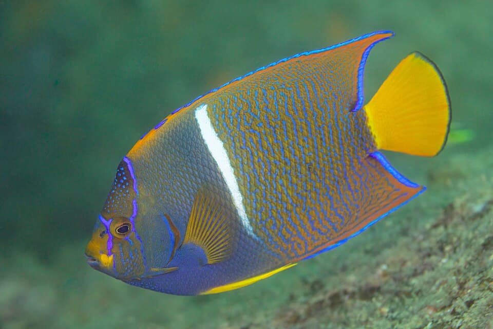 ภาพ ปลาสินสมุทร passer (Holacanthus passer)