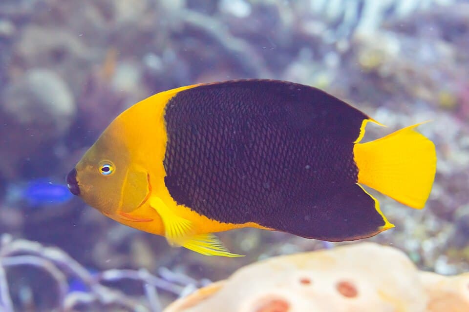 ภาพ ปลาสินสมุทรสามสี (Holacanthus tricolor)