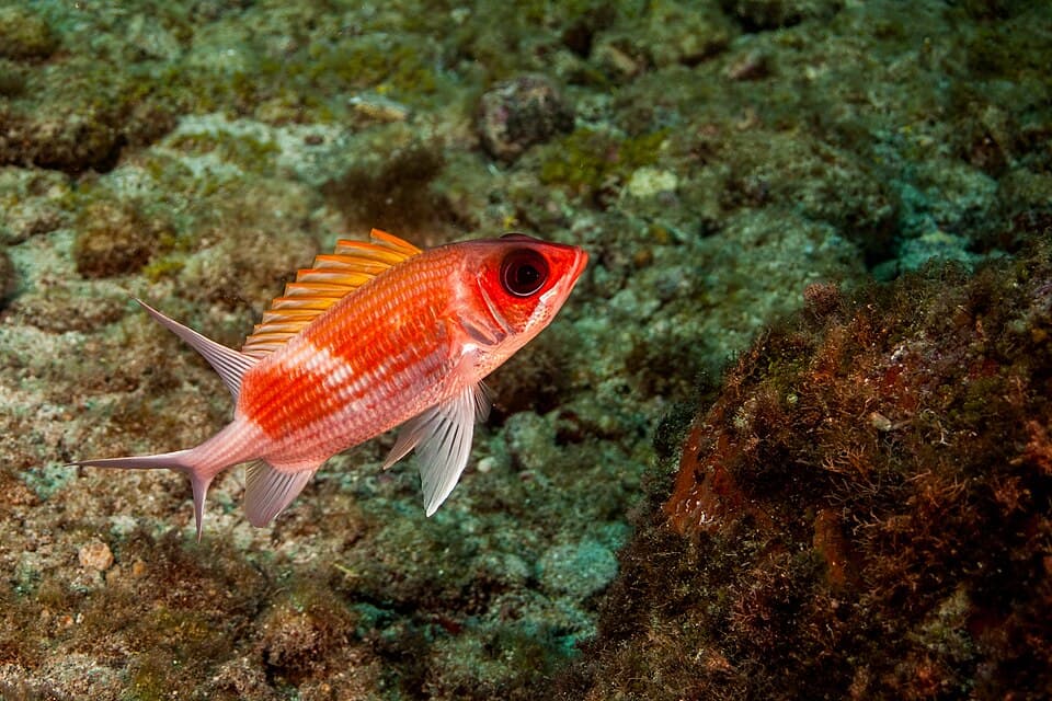 ภาพประกอบของ ปลาข้าวเม่า adscensionis (Holocentrus adscensionis)