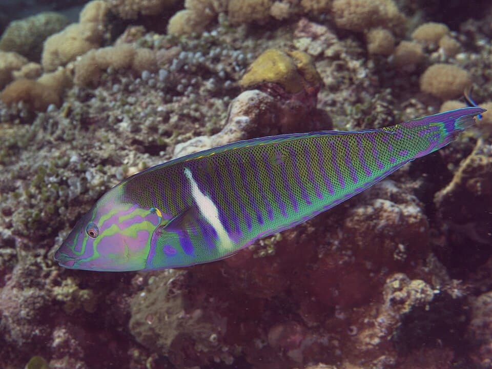 ภาพประกอบของ ปลานกขุนทอง doliatus (Hologymnosus doliatus)