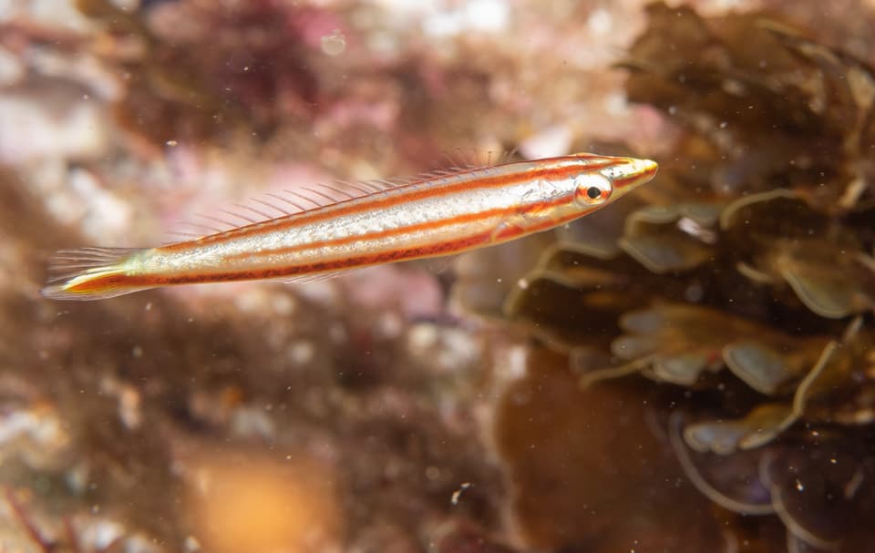 ภาพประกอบของ ปลานกขุนทองซีด (Hologymnosus longipes)