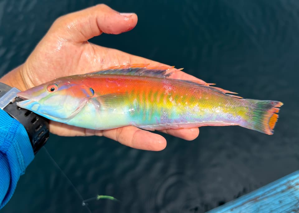ภาพประกอบของ ปลานกขุนทอง rhodonotus (Hologymnosus rhodonotus)