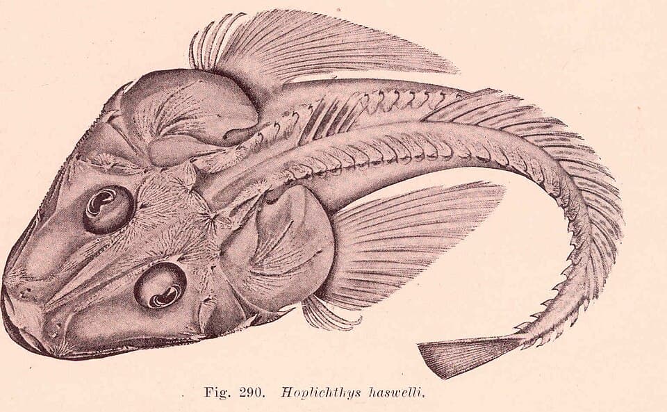 ภาพประกอบของ ปลา haswelli (Hoplichthys haswelli)