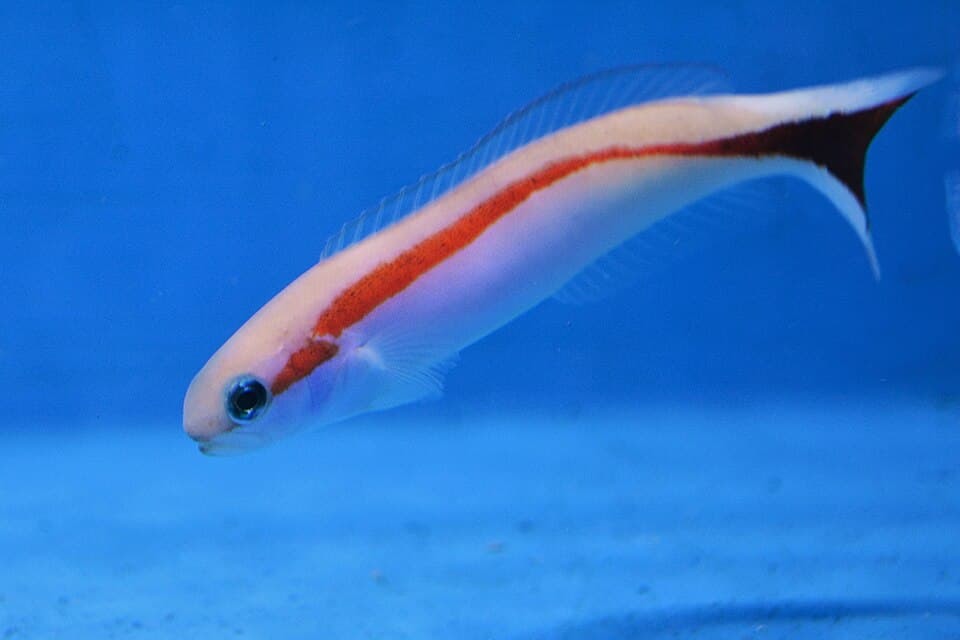 ภาพประกอบของ ปลาไทล์ฟิชแดงลายเส้น (Hoplolatilus marcosi)