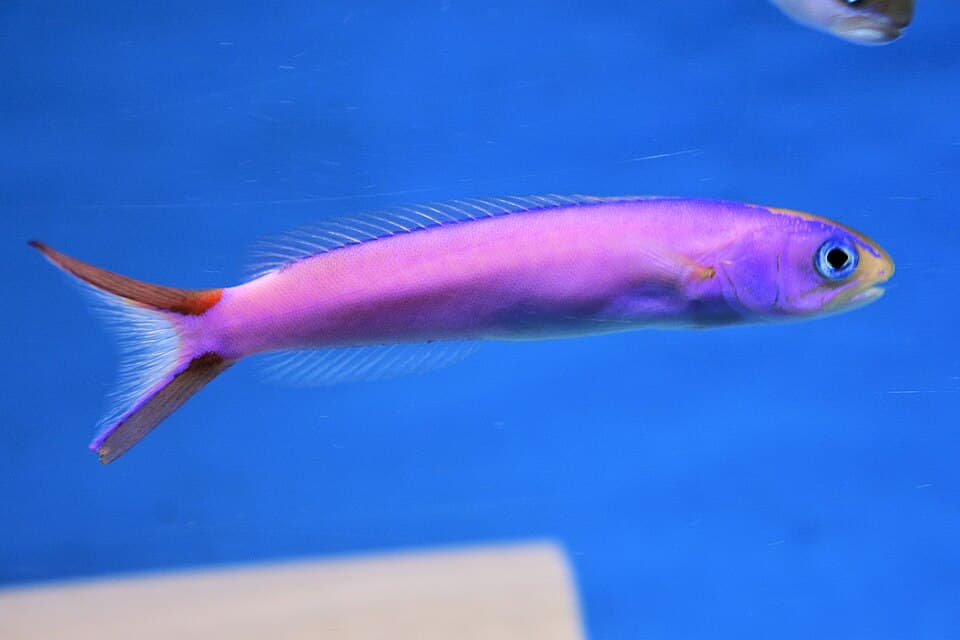 ภาพประกอบของ ปลาไทล์ฟิชม่วงพื้นทราย (Hoplolatilus purpureus)