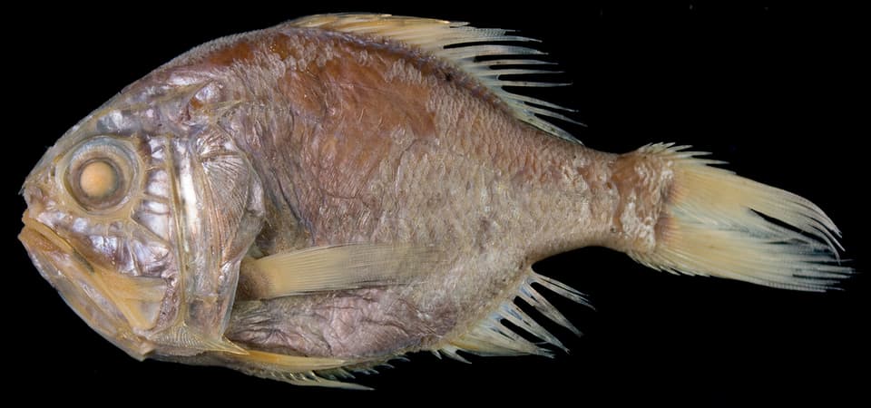 ภาพประกอบของ ปลา crassispinus (Hoplostethus crassispinus)
